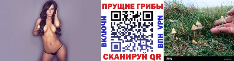 Галлюциногенные грибы Psilocybine cubensis  магазин продажи наркотиков  Симферополь 